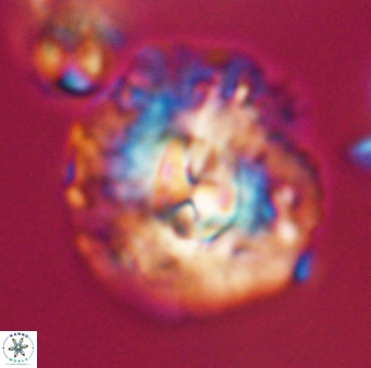 Chontriemfanisi apomnemoneumus 23772