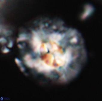 Chontriemfanisi apomnemoneumus 23774