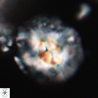 Chontriemfanisi apomnemoneumus 23774