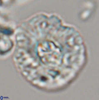 Chontriemfanisi apomnemoneumus 23776