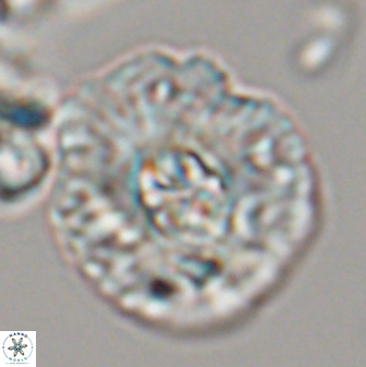 Chontriemfanisi apomnemoneumus 23776