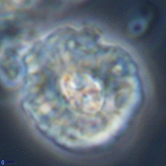 Chontriemfanisi apomnemoneumus 23777