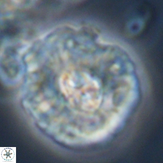 Chontriemfanisi apomnemoneumus 23777