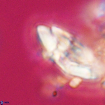 Chontriemfanisi apomnemoneumus 23779