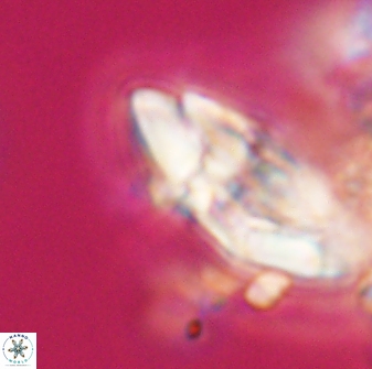 Chontriemfanisi apomnemoneumus 23779