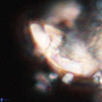 Chontriemfanisi apomnemoneumus 23780