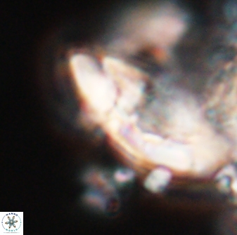Chontriemfanisi apomnemoneumus 23780