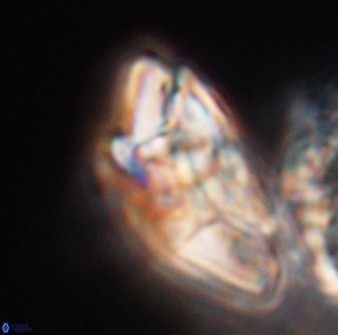 Chontriemfanisi apomnemoneumus 23784