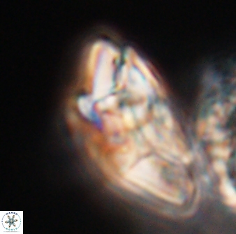 Chontriemfanisi apomnemoneumus 23784