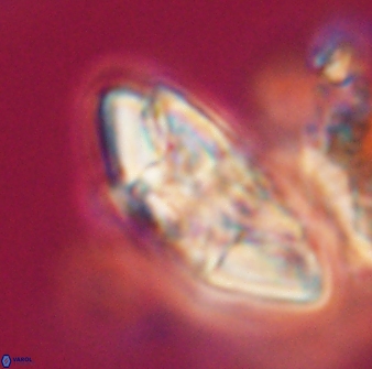 Chontriemfanisi apomnemoneumus 23786