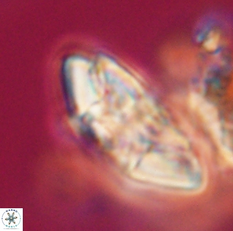 Chontriemfanisi apomnemoneumus 23786
