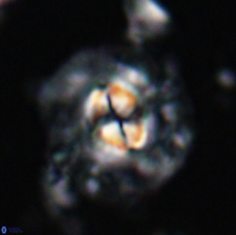 Chontriemfanisi apomnemoneumus 24034