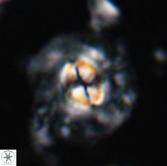 Chontriemfanisi apomnemoneumus 24034