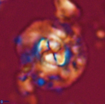 Chontriemfanisi apomnemoneumus 24035