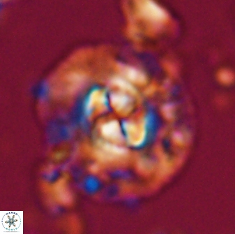 Chontriemfanisi apomnemoneumus 24035