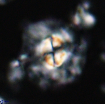 Chontriemfanisi apomnemoneumus 24037