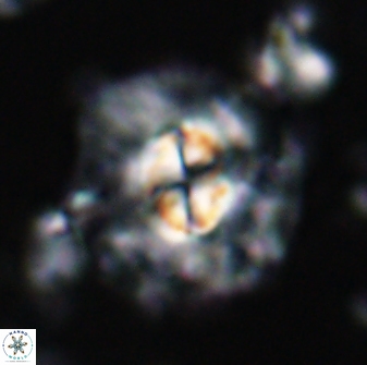 Chontriemfanisi apomnemoneumus 24037