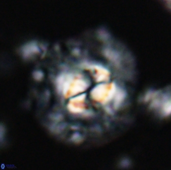 Chontriemfanisi apomnemoneumus 24038
