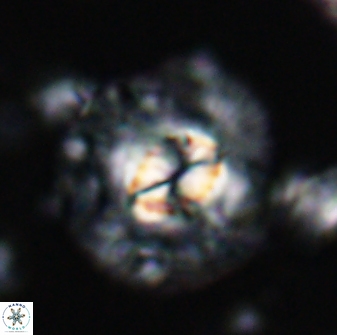 Chontriemfanisi apomnemoneumus 24038