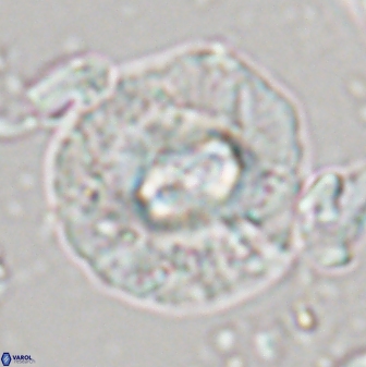 Chontriemfanisi apomnemoneumus 24040