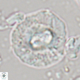Chontriemfanisi apomnemoneumus 24040