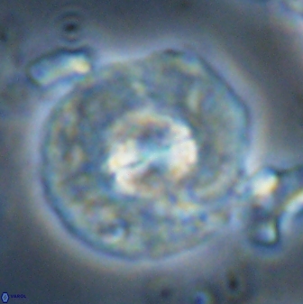 Chontriemfanisi apomnemoneumus 24041