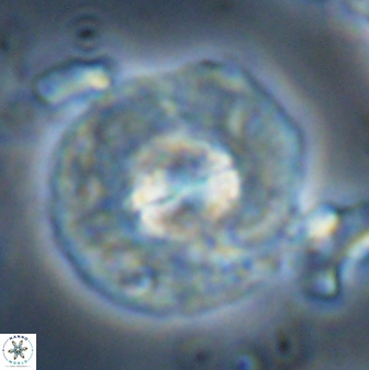 Chontriemfanisi apomnemoneumus 24041