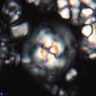 Chontriemfanisi apomnemoneumus 24055