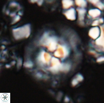 Chontriemfanisi apomnemoneumus 24055