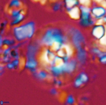 Chontriemfanisi apomnemoneumus 24056
