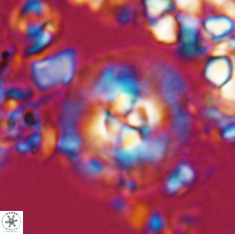 Chontriemfanisi apomnemoneumus 24056
