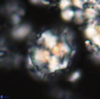 Chontriemfanisi apomnemoneumus 24058