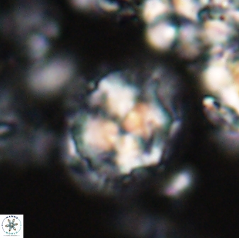 Chontriemfanisi apomnemoneumus 24058