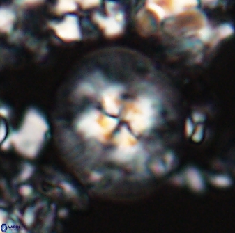 Chontriemfanisi apomnemoneumus 24059