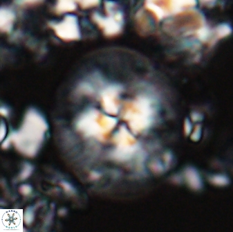 Chontriemfanisi apomnemoneumus 24059