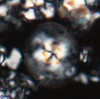 Chontriemfanisi apomnemoneumus 24061