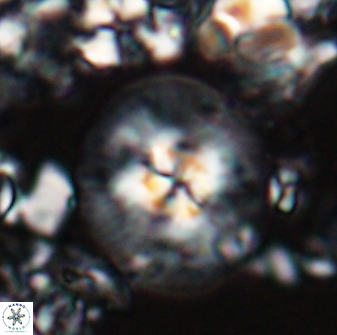 Chontriemfanisi apomnemoneumus 24061