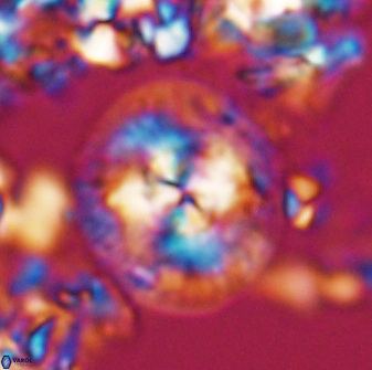 Chontriemfanisi apomnemoneumus 24062