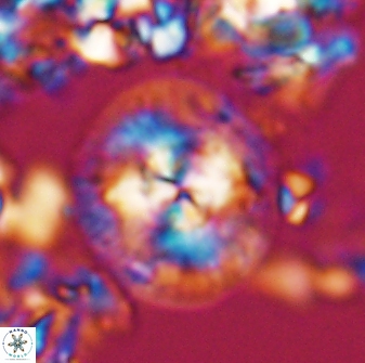 Chontriemfanisi apomnemoneumus 24062