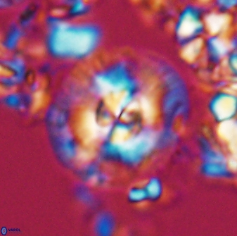 Chontriemfanisi apomnemoneumus 24063