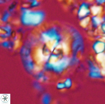 Chontriemfanisi apomnemoneumus 24063