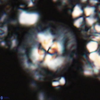 Chontriemfanisi apomnemoneumus 24064