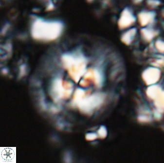 Chontriemfanisi apomnemoneumus 24064