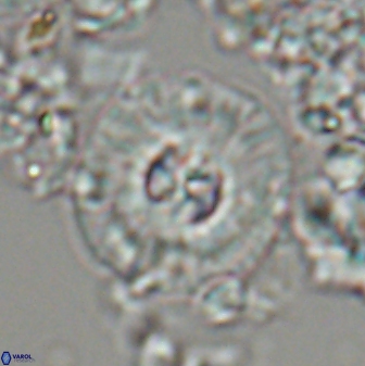 Chontriemfanisi apomnemoneumus 24065