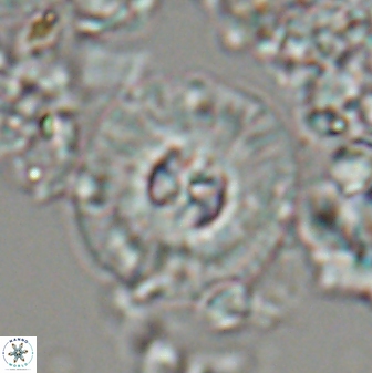 Chontriemfanisi apomnemoneumus 24065