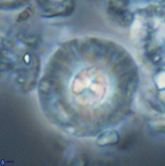 Chontriemfanisi apomnemoneumus 24066