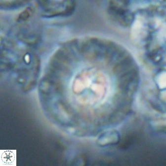 Chontriemfanisi apomnemoneumus 24066