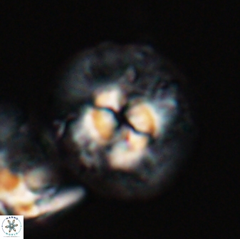 Chontriemfanisi apomnemoneumus 24067