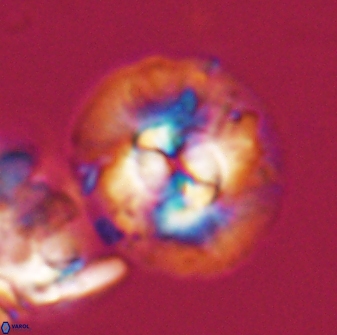 Chontriemfanisi apomnemoneumus 24068