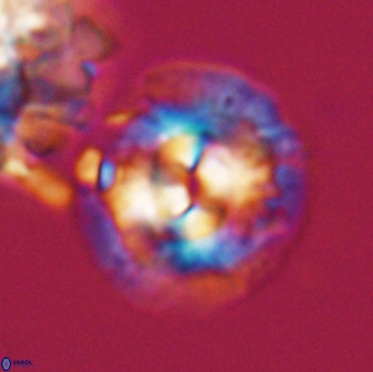 Chontriemfanisi apomnemoneumus 24069